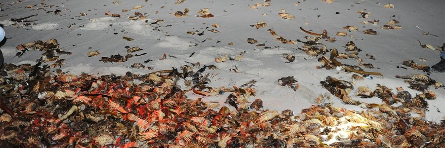 Photo:  www.netwerk24.com